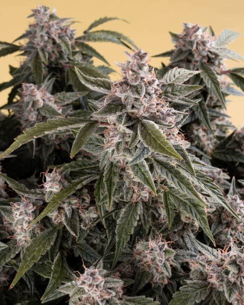 Graine autofloraison xxl : des variétés pour tous les goûts